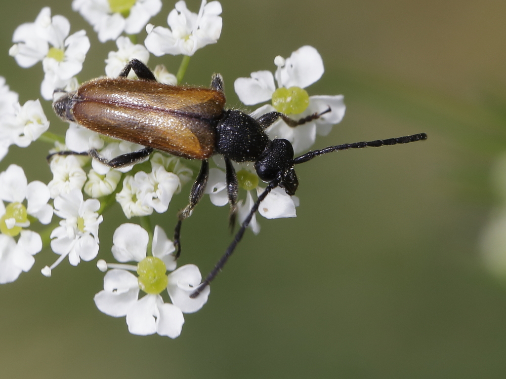 Fairy-ring Longhorn Beetle