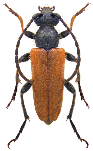 Mažūninis Grybsekis nuotrauka