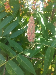 Rhus typhina