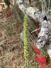 Platanthera michaelii