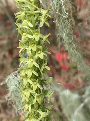 Platanthera michaelii