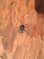 Aegomorphus clavipes