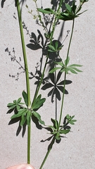 Galium sylvaticum