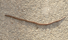 Oligodon taeniolatus