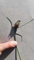 Allium