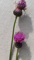 Cirsium tuberosum