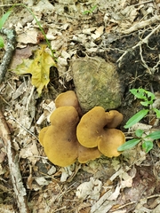 Boletinellus