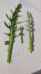 Cirsium tuberosum