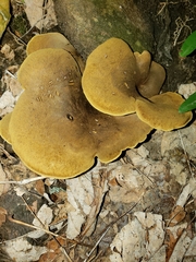 Boletinellus