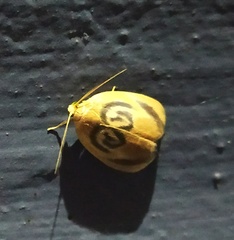 Trischalis subaurana