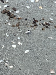 Habroscelimorpha dorsalis