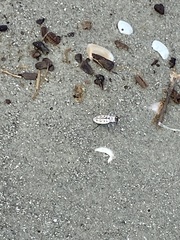 Habroscelimorpha dorsalis