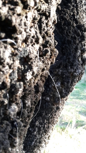 Coelostomidiidae