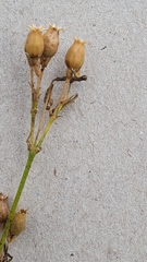 Silene noctiflora