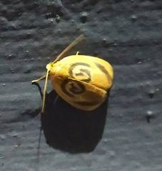 Trischalis subaurana