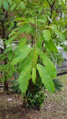 Ficus caulocarpa