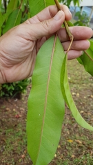Ficus caulocarpa
