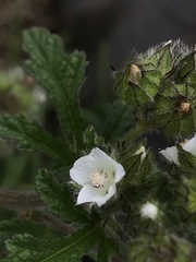 Fuertesimalva limensis