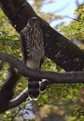Accipiter chilensis
