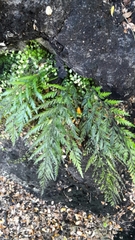 Asplenium appendiculatum