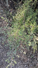 Coprosma microcarpa