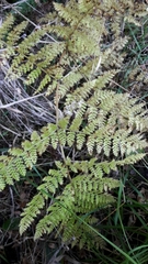 Hypolepis millefolium