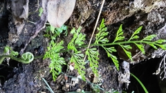 Asplenium richardii