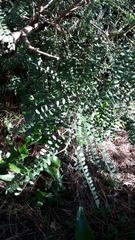 Sophora microphylla
