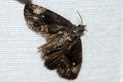 Gymnandrosoma punctidiscanum