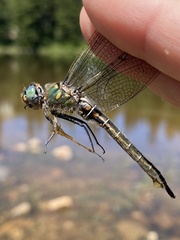 Somatochlora hudsonica