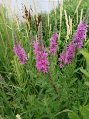 Lythrum salicaria