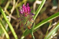Trifolium purpureum
