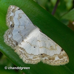 Scopula propinquaria