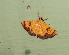 Isocentris filalis