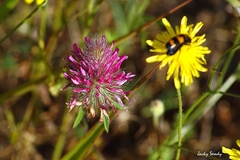 Trifolium purpureum