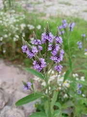 Verbena hastata