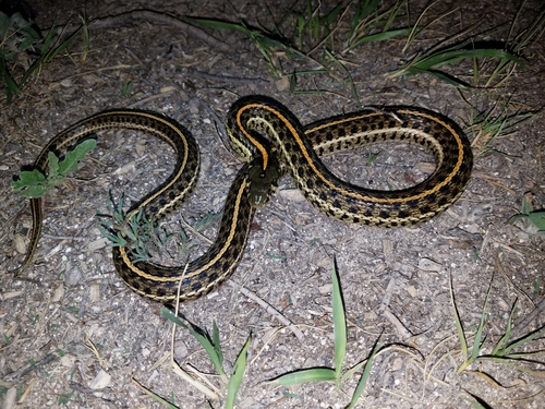 Plains Garter Snake