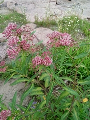 Asclepias incarnata