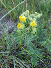 Potentilla pensylvanica
