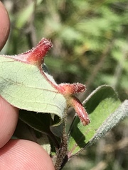 Craneiobia tuba