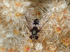 Leucozona laternaria