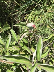 Craneiobia tuba