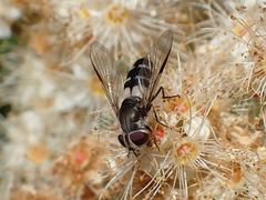 Leucozona laternaria