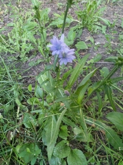 Cichorium intybus