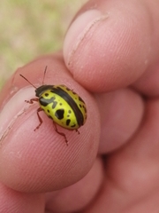 Calligrapha fulvipes