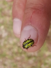 Calligrapha fulvipes