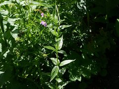 Epilobium alpestre