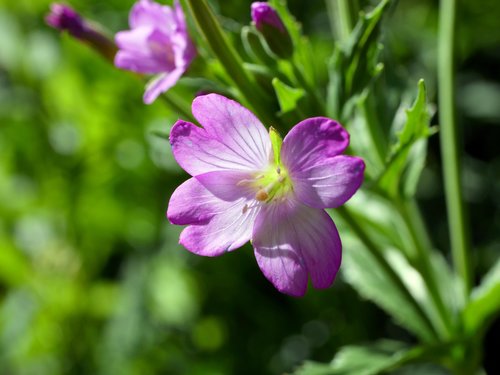 Epilobium alpestre (Epilobium alpestre)