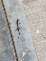 Abronia taeniata