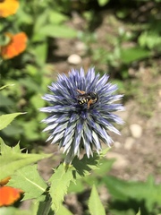 Pseudoanthidium nanum